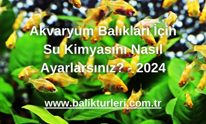 Akvaryum Balıkları İçin Su Kimyasını Nasıl Ayarlarsınız? - 2024