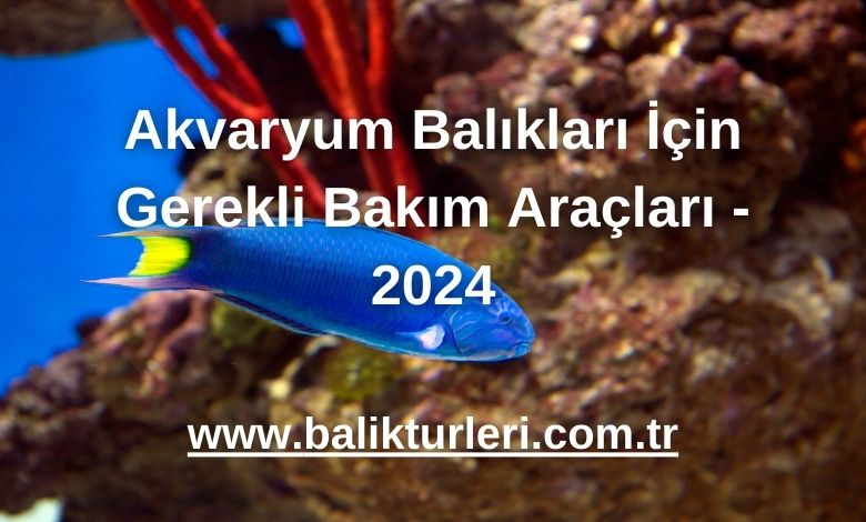 Akvaryum Balıkları İçin Gerekli Bakım Araçları - 2024