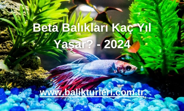 Beta Balıkları Kaç Yıl Yaşar? - 2024