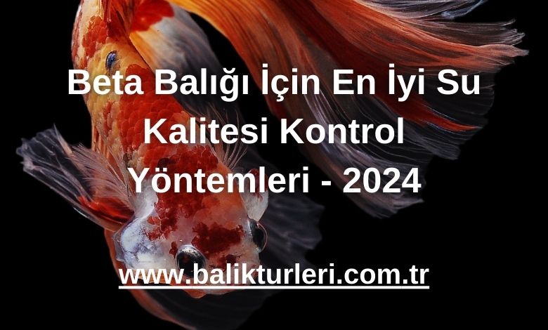 Beta Balığı İçin En İyi Su Kalitesi Kontrol Yöntemleri - 2024