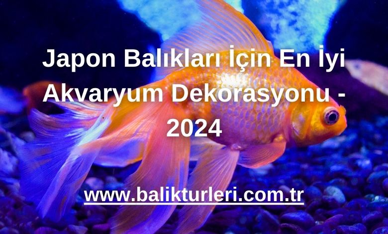 Japon Balıkları İçin En İyi Akvaryum Dekorasyonu - 2024