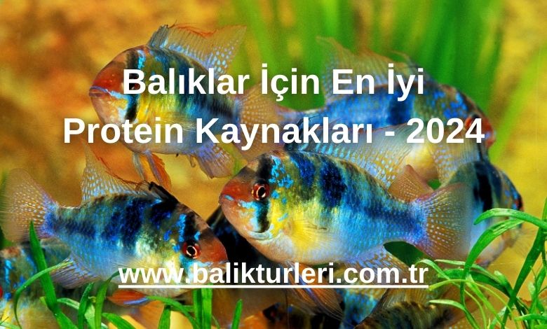 Balıklar İçin En İyi Protein Kaynakları - 2024