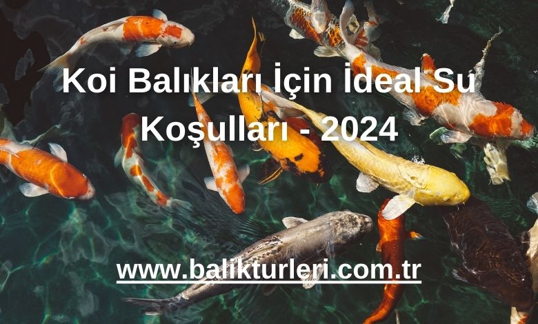 Koi Balıkları İçin İdeal Su Koşulları - 2024