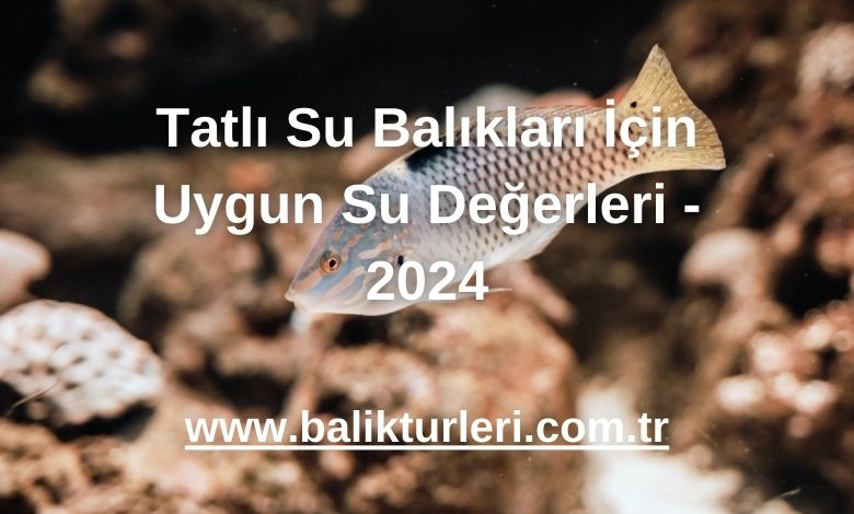 Tatlı Su Balıkları İçin Uygun Su Değerleri - 2024