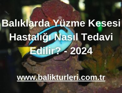 Balıklarda Yüzme Kesesi Hastalığı Nasıl Tedavi Edilir? - 2024