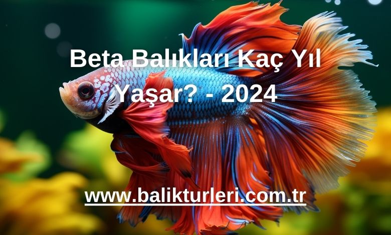 Beta Balıkları Kaç Yıl Yaşar? - 2024