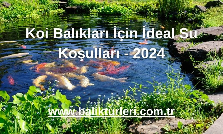 Koi Balıkları İçin İdeal Su Koşulları - 2024