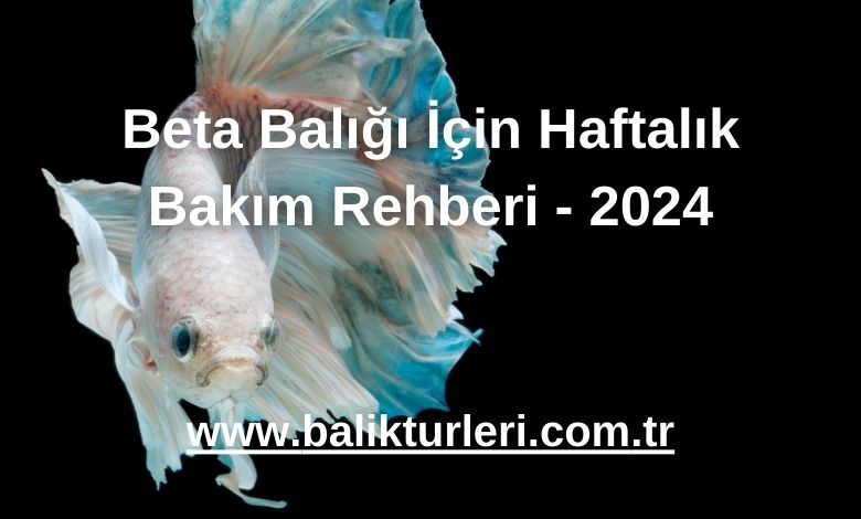 Beta Balığı İçin Haftalık Bakım Rehberi - 2024
