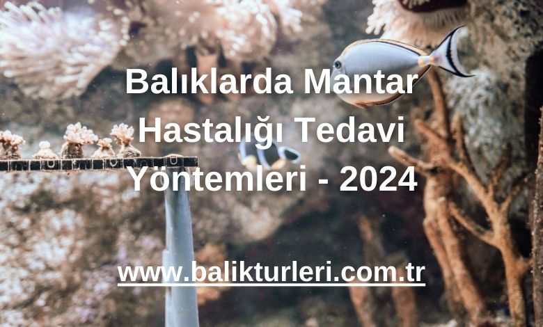 Balıklarda Mantar Hastalığı Tedavi Yöntemleri - 2024