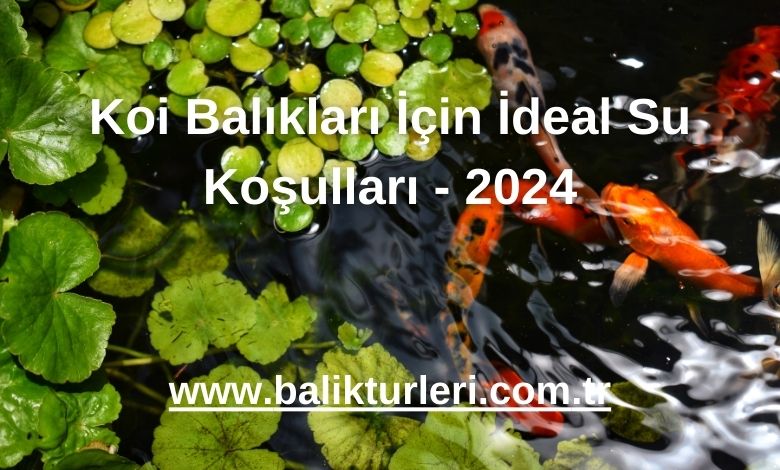 Koi Balıkları İçin İdeal Su Koşulları - 2024