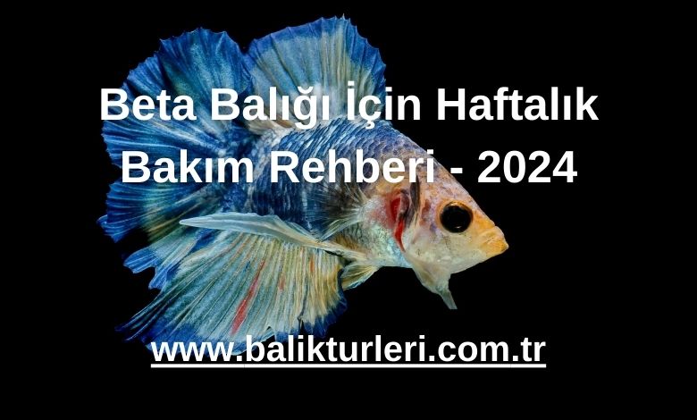 Beta Balığı İçin Haftalık Bakım Rehberi - 2024
