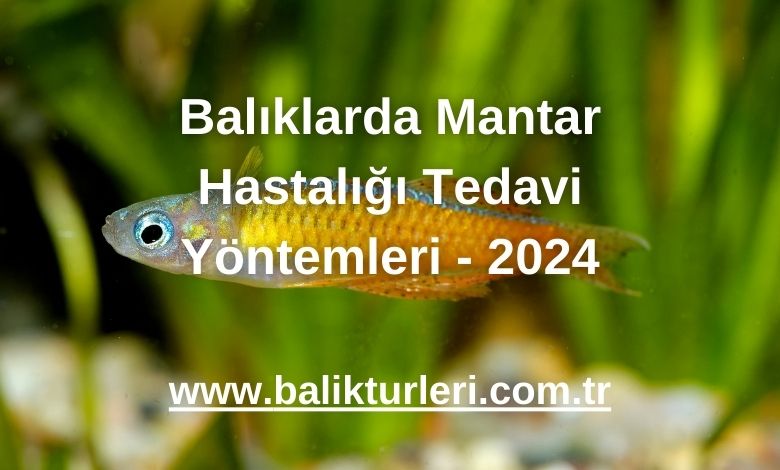 Balıklarda Mantar Hastalığı Tedavi Yöntemleri - 2024