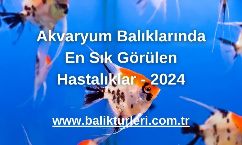 Akvaryum Balıklarında En Sık Görülen Hastalıklar - 2024