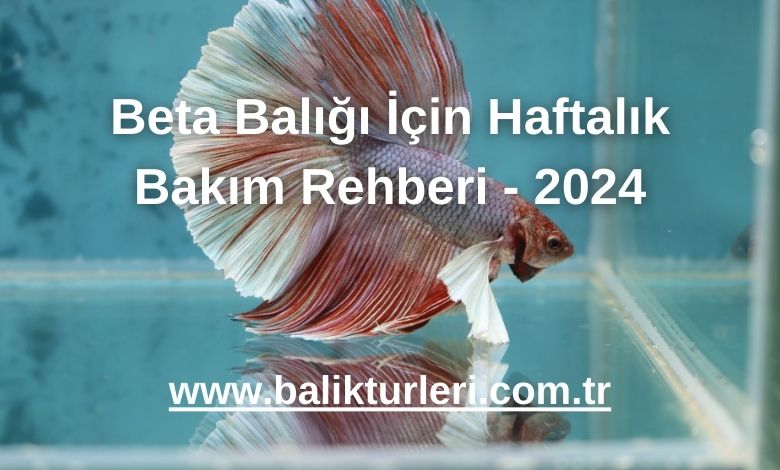 Beta Balığı İçin Haftalık Bakım Rehberi - 2024