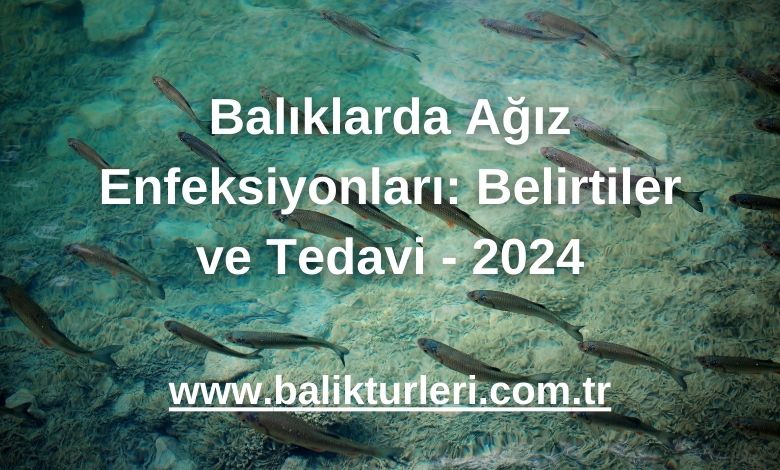 Balıklarda Ağız Enfeksiyonları: Belirtiler ve Tedavi - 2024