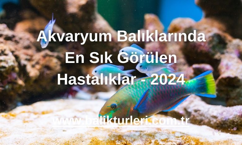 Akvaryum Balıklarında En Sık Görülen Hastalıklar - 2024