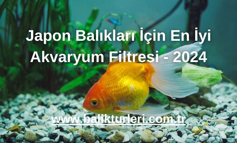 Japon Balıkları İçin En İyi Akvaryum Filtresi - 2024