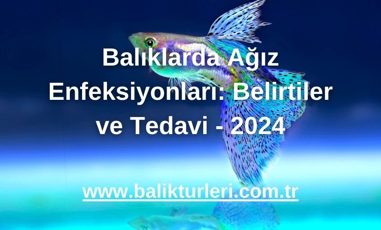Balıklarda Ağız Enfeksiyonları: Belirtiler ve Tedavi - 2024