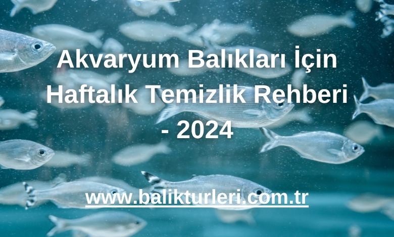 Akvaryum Balıkları İçin Haftalık Temizlik Rehberi - 2024