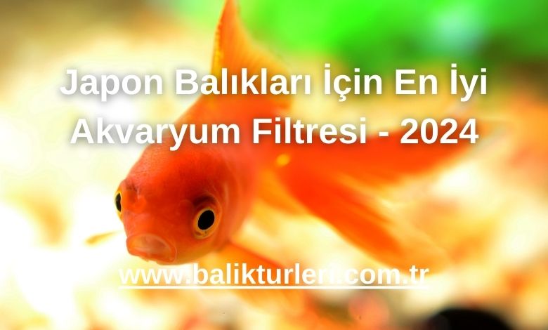 Japon Balıkları İçin En İyi Akvaryum Filtresi - 2024