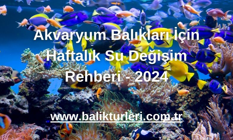 Akvaryum Balıkları İçin Haftalık Su Değişim Rehberi - 2024
