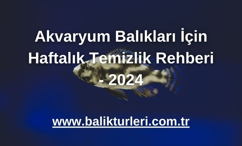 Akvaryum Balıkları İçin Haftalık Temizlik Rehberi - 2024