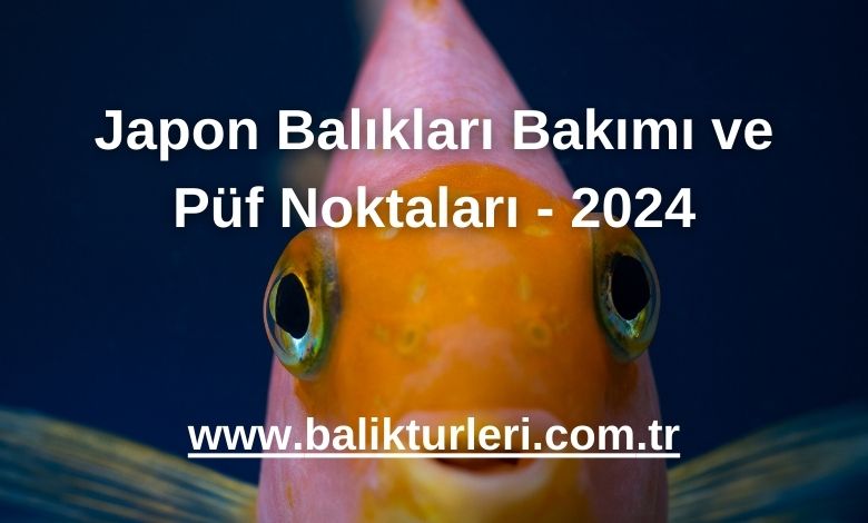 Japon Balıkları Bakımı ve Püf Noktaları - 2024