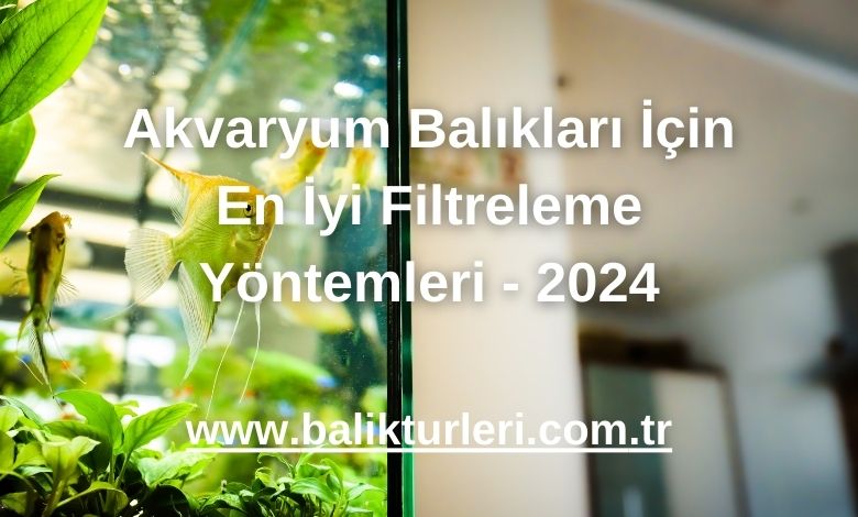 Akvaryum Balıkları İçin En İyi Filtreleme Yöntemleri - 2024