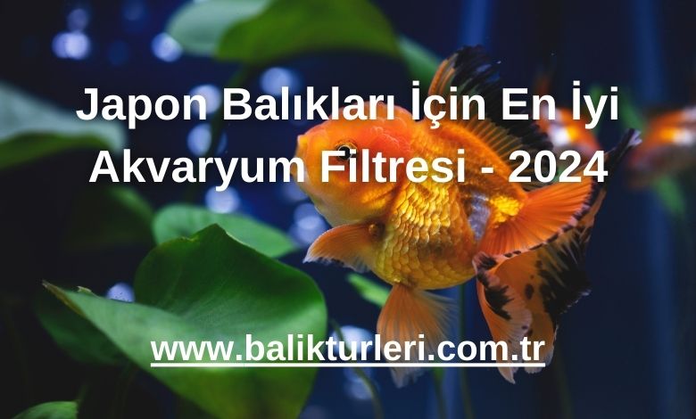 Japon Balıkları İçin En İyi Akvaryum Filtresi - 2024