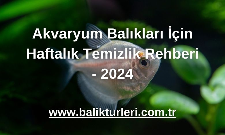 Akvaryum Balıkları İçin Haftalık Temizlik Rehberi - 2024