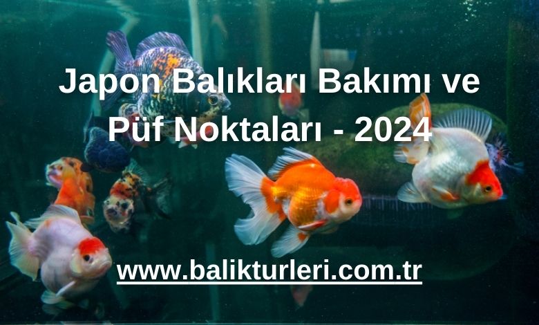 Japon Balıkları Bakımı ve Püf Noktaları - 2024
