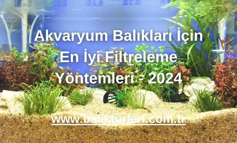 Akvaryum Balıkları İçin En İyi Filtreleme Yöntemleri - 2024