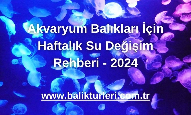 Akvaryum Balıkları İçin Haftalık Su Değişim Rehberi - 2024