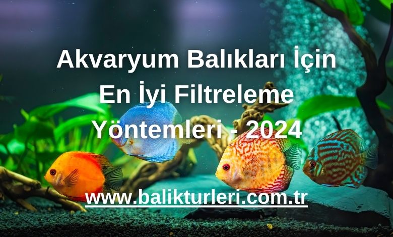 Akvaryum Balıkları İçin En İyi Filtreleme Yöntemleri - 2024