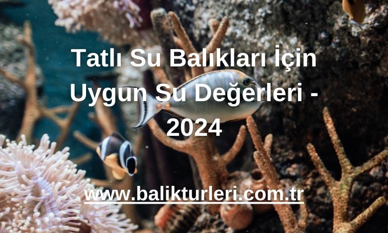 Tatlı Su Balıkları İçin Uygun Su Değerleri - 2024