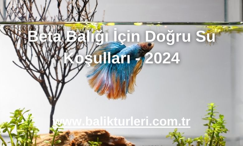 Beta Balığı İçin Doğru Su Koşulları - 2024