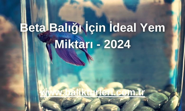 Beta Balığı İçin İdeal Yem Miktarı - 2024
