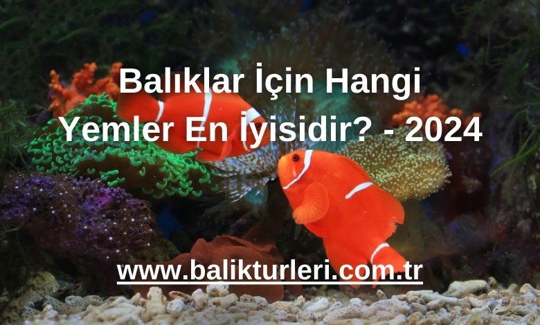 Balıklar İçin Hangi Yemler En İyisidir? - 2024
