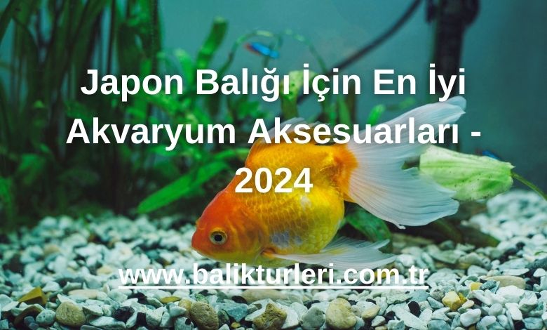 Japon Balığı İçin En İyi Akvaryum Aksesuarları - 2024