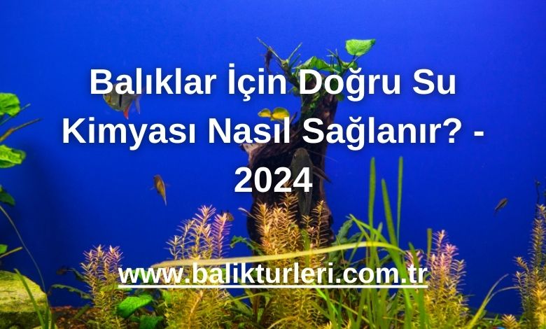 Balıklar İçin Doğru Su Kimyası Nasıl Sağlanır? - 2024