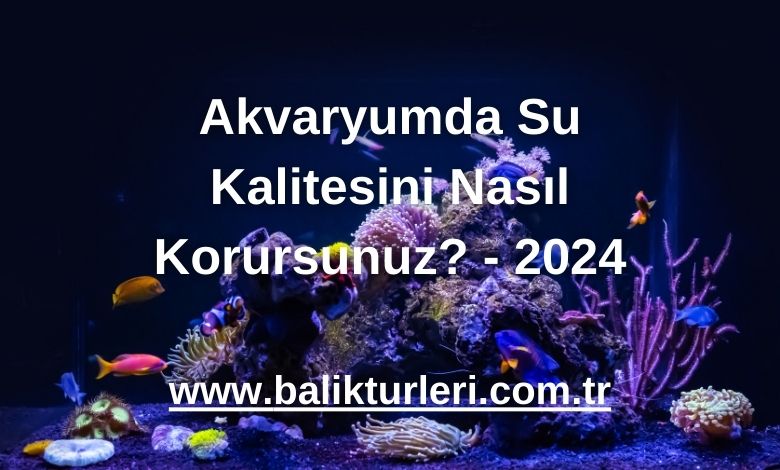 Akvaryumda Su Kalitesini Nasıl Korursunuz? - 2024