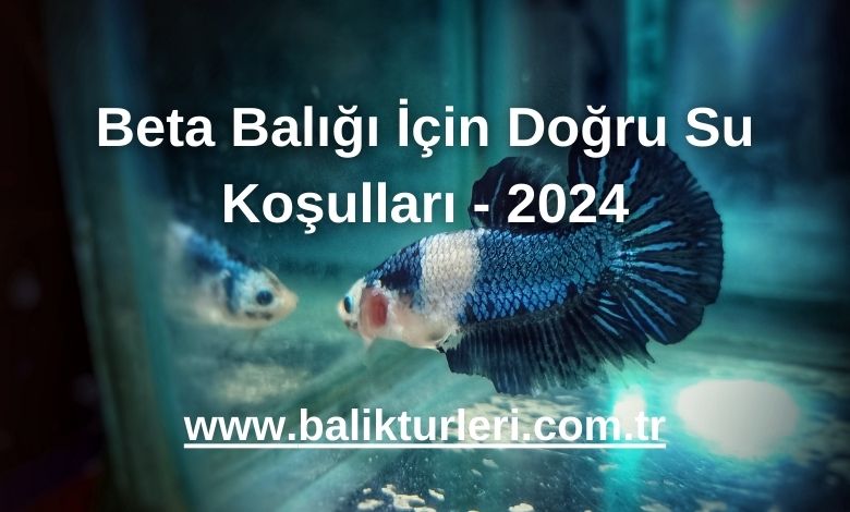 Beta Balığı İçin Doğru Su Koşulları - 2024