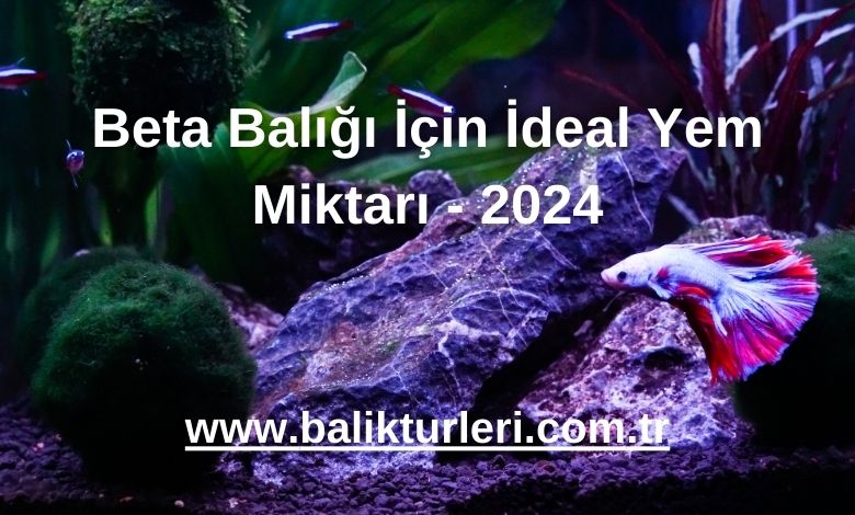 Beta Balığı İçin İdeal Yem Miktarı - 2024