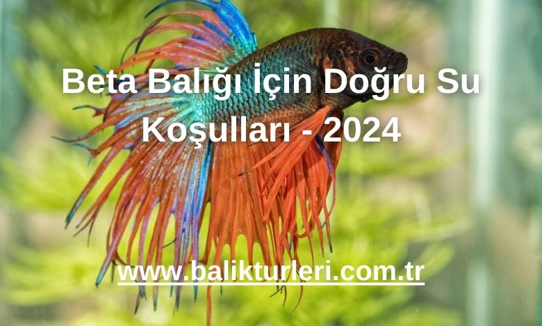 Beta Balığı İçin Doğru Su Koşulları - 2024