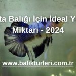Beta Balığı İçin İdeal Yem Miktarı - 2024