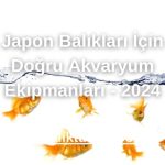 Japon Balıkları İçin Doğru Akvaryum Ekipmanları - 2024