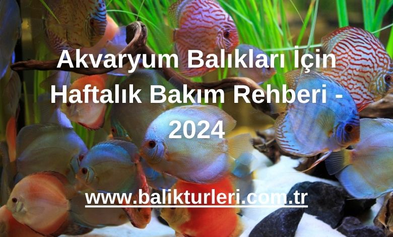 Akvaryum Balıkları İçin Haftalık Bakım Rehberi - 2024