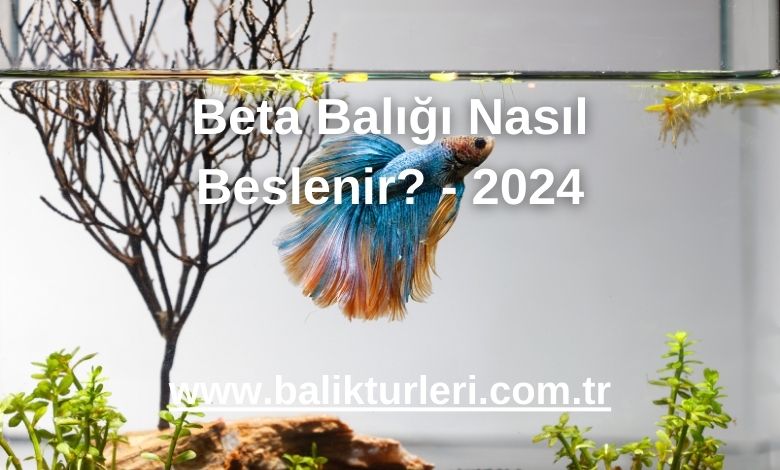 Beta Balığı Nasıl Beslenir? - 2024