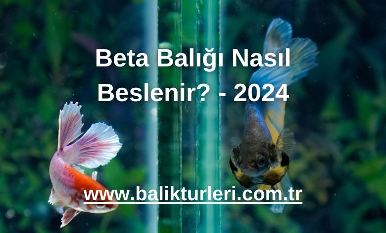 Beta Balığı Nasıl Beslenir? - 2024