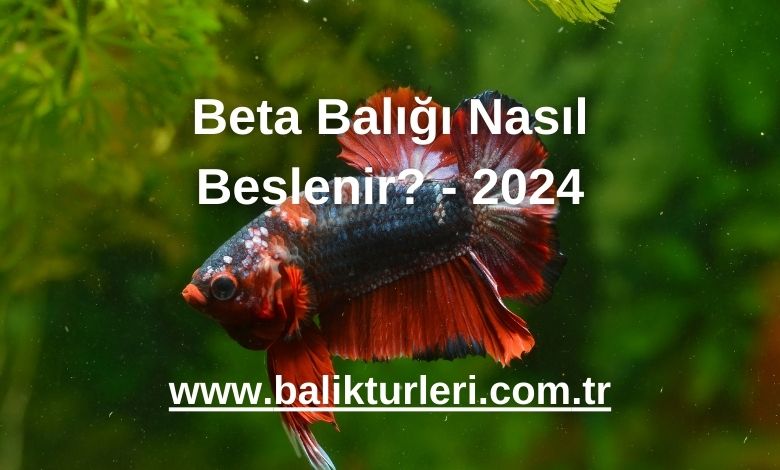 Beta Balığı Nasıl Beslenir? - 2024